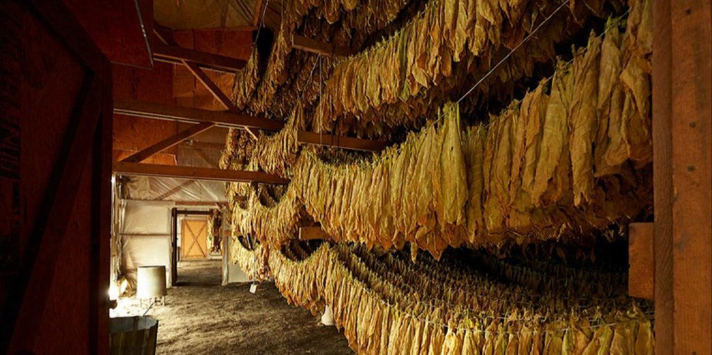 Connecticut tobacco leaf drying process